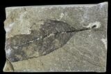 Fossil Allophylus Leaf - Green River Formation #109635-1